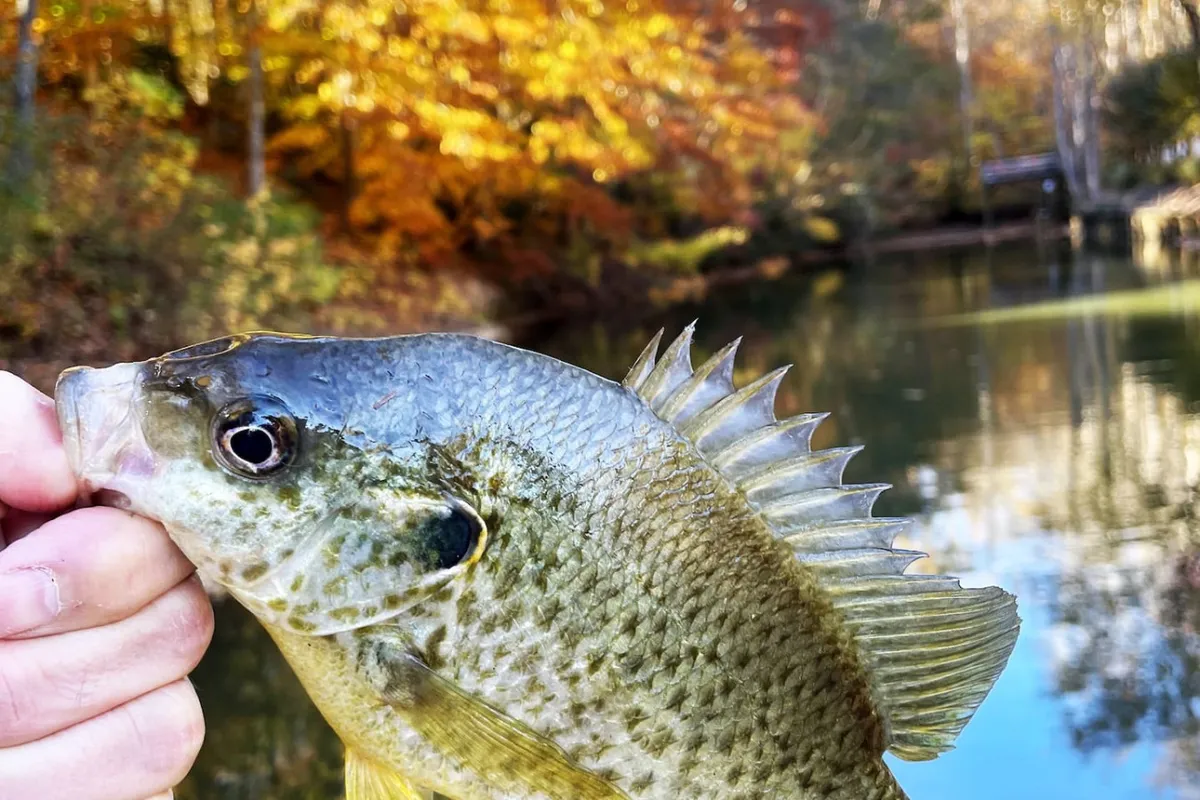 A person holds a freshly caught fish over the water, surrounded by vibrant fall foliage. The peaceful setting emphasizes a hands-on fishing experience in the midst of nature.